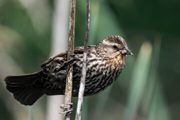Female red-winged blackbird (Agelaius phoeniceus)
