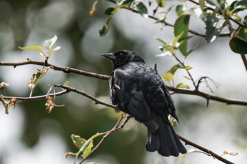 Male red-winged blackbird (Agelaius phoeniceus) in British Columbia, Canada.
