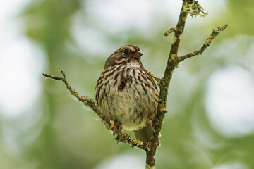 Adult song sparrow (Melospiza melodia) sitting on a tree branch.