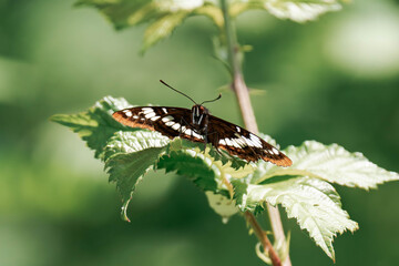 Lorquin's admiral (Limenitis lorquini) in British Columbia, Canada.