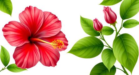 red hibiscus flower