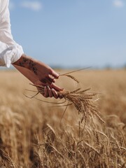 Hands of woman collects wheat earls in golden wheat field under blue sky.