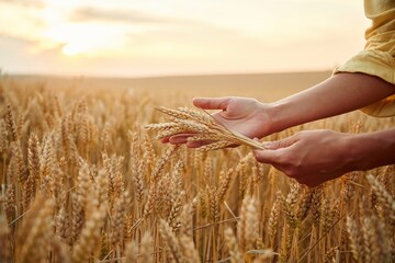 Side close up view of woman's hands that is holding wheat on the field