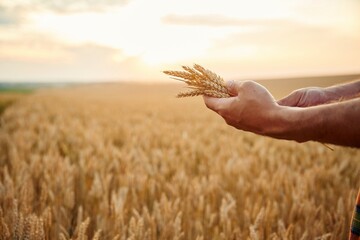 Quality product. Detailed side close up view of man that is holding wheat on the field © standret