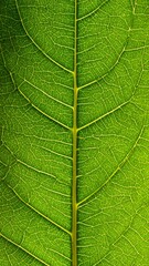 Obraz premium Detailed Macro Shot of Translucent Green Leaf Texture with Veins in Sunlight