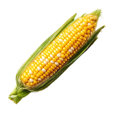 Freshly harvested bicolor corn on the cob with green husks isolated on transparent background