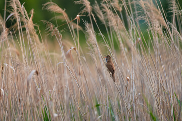 Singing Great Reed Warbler in Tall Reeds â€“ Wildlife Photography in Natural Wetland Habitat