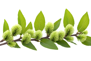 Green leaves and branch of bottle brush tree isolated on white background