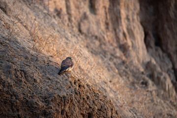 Wild Kestrel Perched on Rocky Cliff â€“ Bird of Prey in Natural Habitat at Golden Hour