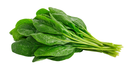 Fresh Spinach Tied Bundle on Transparent Background