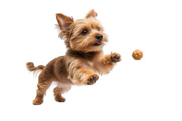 Little brown mixed breed dog jumping sideways for treat isolated on white background