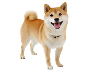 Smiling Shiba Inu dog isolated on white background