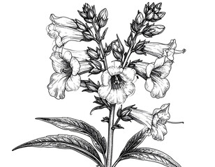 Penstemon Flower Stem with Blossoms and Buds, Natural Side View, Transparent Background.