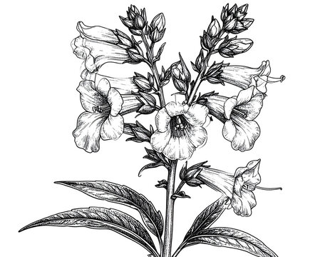 Penstemon Flower Stem with Blossoms and Buds, Natural Side View, Transparent Background.