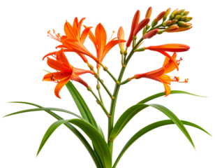 Montbretia Flower Stem with Orange Blooms and Buds, Realistic Side Profile, Transparent Background.