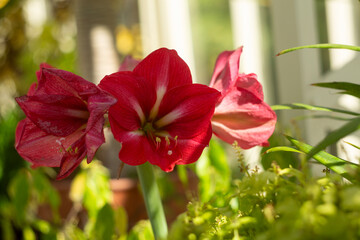 Experience the stunning beauty of vibrant Amaryllis flowers in warm natural light