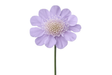 Fototapeta premium Studio shot featuring a single purple scabiosa flower blooming gracefully, isolated against a transparent background for a clean, elegant look