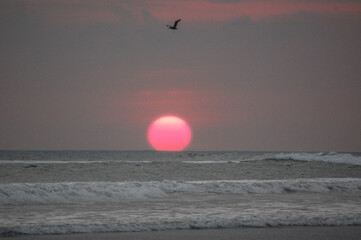 A bird flies over the ocean as the sun sets.