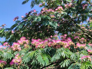 Seidenakazie in Blüte