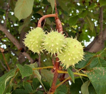Vista de cerca de casta&ntilde;as de &aacute;rbol de casta&ntilde;o de indias con fondo de hojas