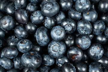 Fresh Blueberries with Water Droplets. Berry Background Close-Up