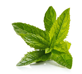Fresh leaf mint green herbs ingredient for mojito drink, isolated on white background