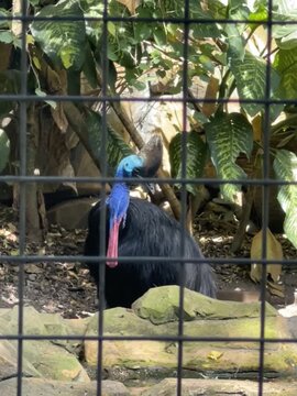 Beautiful Cassowary (kasuari) in a cage of a zoo in the morning, an endemic animal from Papua Indonesia