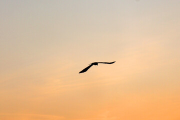 Un rapace au crépuscule