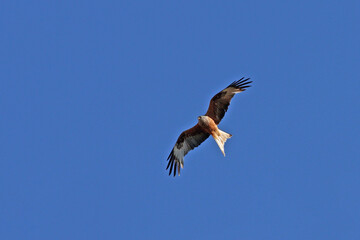 UN rapace en plein ciel