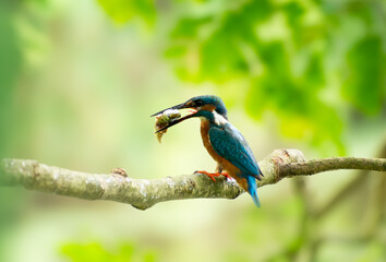 Common Kingfisher 