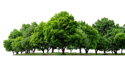 Vibrant Canopy of Nature's Majesty: A stunning display of lush, green trees flourishing together, creating a picturesque scene of nature's harmonious growth and vitality.