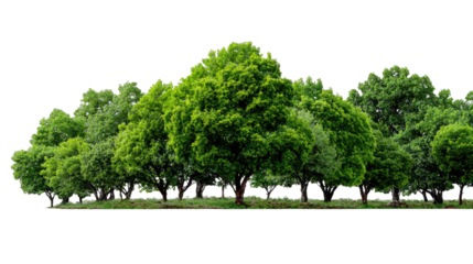 Vibrant Canopy of Nature's Majesty: A stunning display of lush, green trees flourishing together, creating a picturesque scene of nature's harmonious growth and vitality.