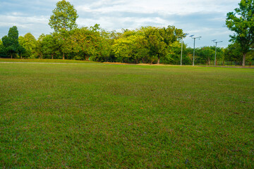 Green meadow grass with tree in city park sun light