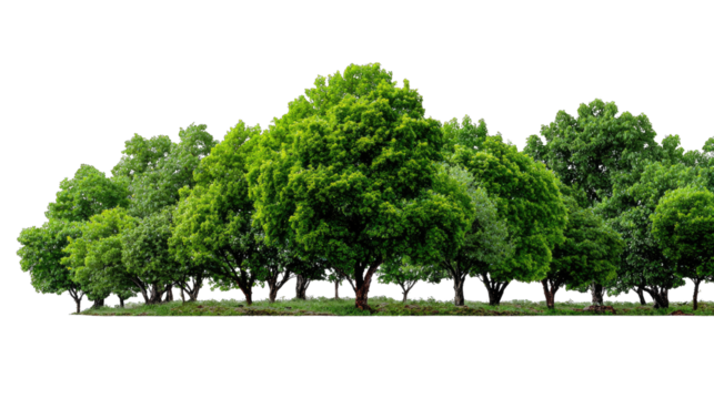 Vibrant Canopy of Nature's Majesty: A stunning display of lush, green trees flourishing together, creating a picturesque scene of nature's harmonious growth and vitality.