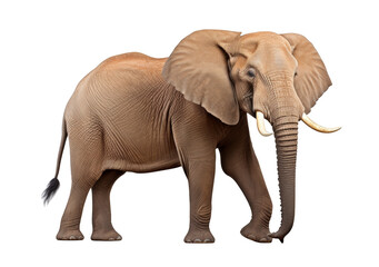 Obraz premium Majestic elephant strides gracefully against a black backdrop, showcasing its size and intricate skin texture with clarity and detail.