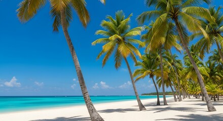 Palm Trees, Clear Waters, and Sandy Shores in Paradise
