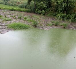 A muddy, green-tinted body of water with surrounding vegetation and visible ripples on the surface, possibly from rain