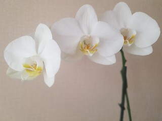 Obraz premium white orchid flower