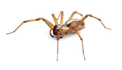 Side view of a spider