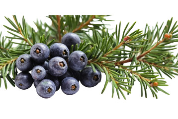 Juniper Berry
