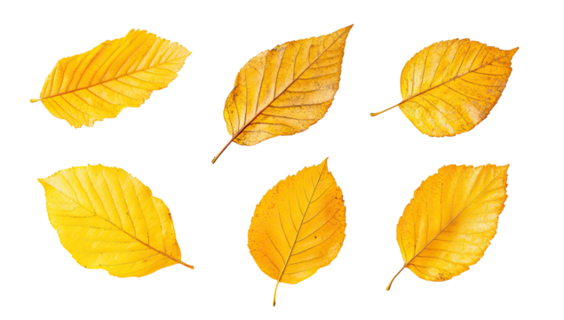 Six vibrant autumn leaves, highlighted with a yellow-gold hue and outlined in a thin, bright gold border, set against a dark background