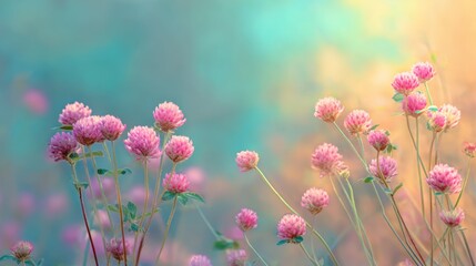 Delicate pink globe amaranth flowers isolated on white background