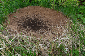 Ant Hill in Green Grass isolated on the ground