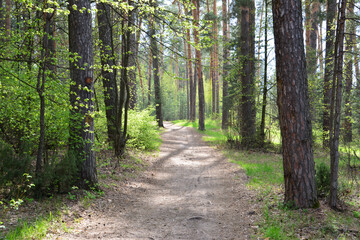 Forest Path A Serene Walk Through the Woods