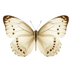 Pale cream butterfly with dark spots and eye markings