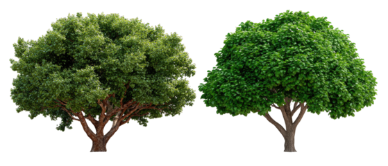 Lush Canopy Duo: Two majestic trees stand side by side, their vibrant green canopies creating a striking contrast against the backdrop, symbolizing growth and the beauty of nature.
