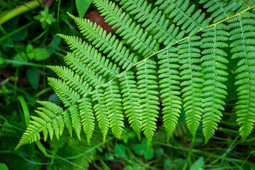 Top view on carved green fern leaf on blurred nature background.
