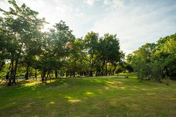 Green meadow grass with tree in city park sun light