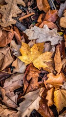 Golden Maple Leaf Amidst Colorful Fallen Leaves on Forest Floor in Autumn Light