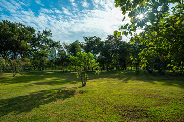 Obraz premium Green meadow grass with tree in city park sun light